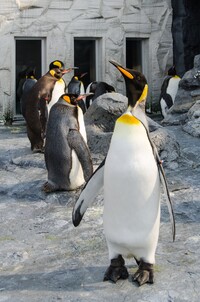 Emperor penguins could be extinct by 2100. Photo courtesy of Wilawantharaparsert/Dreamstime.com.