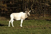 Visitors to Brights Zoo in Limestone, Tennessee, can see a white antelope called an addax. Photo courtesy of Flipfoto25/Dreamstime.com.