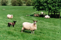 Grazing sheep greet visitors along the entrance path to Highclere Castle, where the PBS series "Downton Abbey" is filmed. Photo courtesy of Sharon Whitley Larsen.