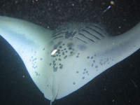  A manta ray demonstrates a belly-roll for passengers on the Un-Cruise Safari Explorer in Hawaii. Photo courtesy of Sandra Scott. 