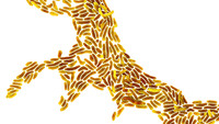  Attached photo depicts Propionibacteirum acnes, featured in Mycrobes item. 