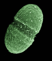  The image provided is an example of Enterococcus faecalis bacterium, or mycrobes. 
