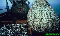  Oil spills in the Gulf of Mexico are an environmental catastrophe, but overfishing is causing greater devastation. 