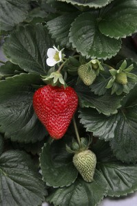  Strawberries in your macaroni 'n' cheese?  Include the healthful addition in an indulgent noodle dessert that also features mascarpone cheese and brown sugar. 