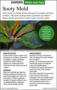  Sooty mold is a fungal disease that grows on plants and other surfaces. 