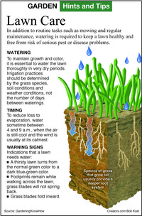  Species of grass that grow tall usually provide a deeper root system. 
