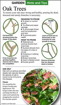  To ensure your oak stays strong and healthy, pruning the dead, diseased and unruly branches is necessary. 