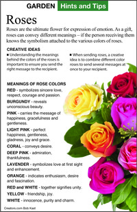  Meaning of rose colors. 