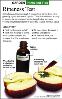  The starch-iodine test is a way to measure if a fruit is ripe. 
