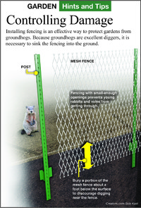 Fencing may be the most effective way to keep groundhogs out of a vegetable garden, but the bottom must be buried.