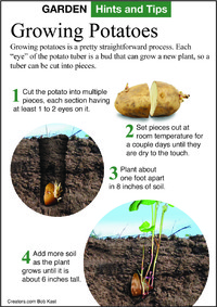 A tuber is a modified section of underground stem that stores carbohydrates and has several buds for new stems and roots. Each "eye" of the potato tuber is a bud that can grow a new plant. 