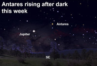  See the star Antares rise after dark this week. 