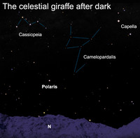  Camelopardalis is named for the giraffe, or the "leopard camel" as the ancient Greeks knew it. 