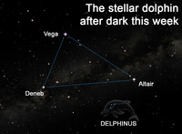  The stellar dolphin after dark this week. 